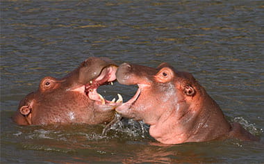 Hippos in Mabula Game Reserve